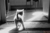Кошечка Милая, 1 января 1990, Липецк, id21355909